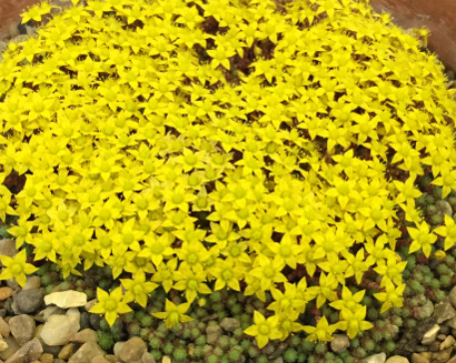 Sedum humifusum 